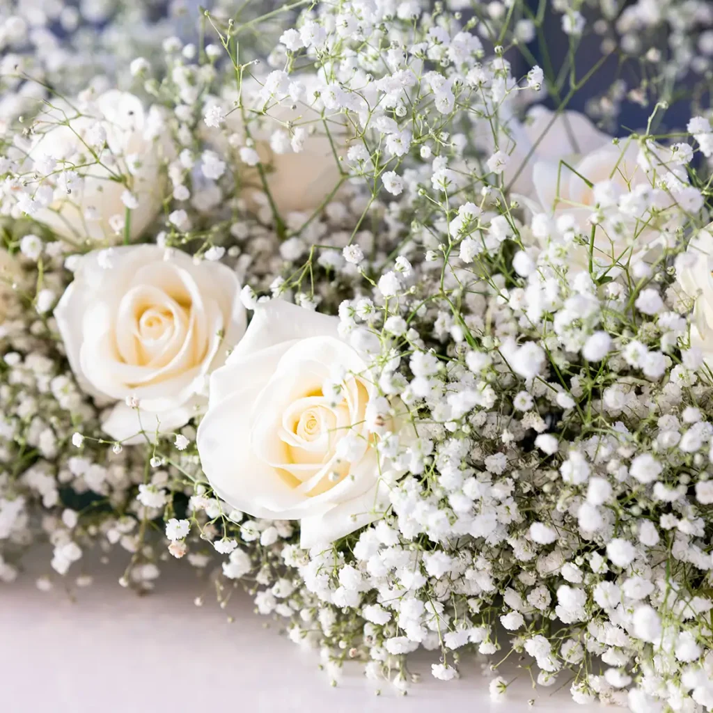 Roses and gypsophila