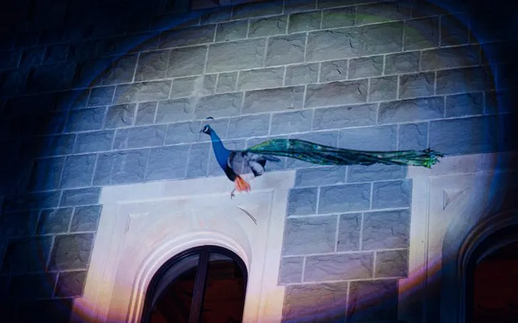 Peacock projection immersive event