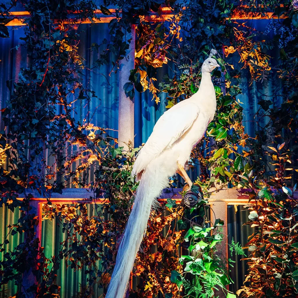 Peacock inspired party