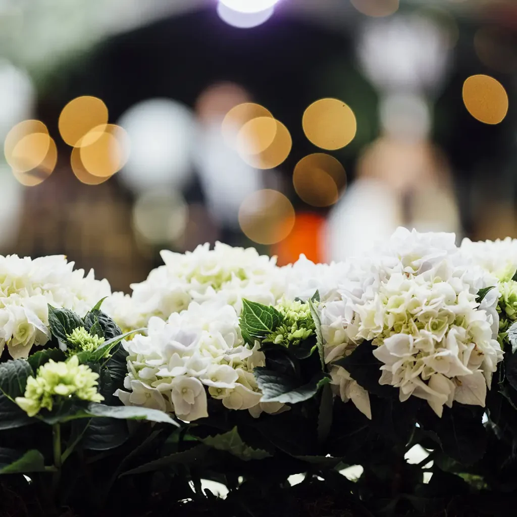 Hydrangea floral arrnagement